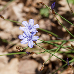  (Aphyllanthes monspeliensis) Plante m&eacute;diterran&eacute;enne d'Aphyllanthe de Montpellier, end&eacute;mique poussant en &eacute;pis denses de fleurs bleu vif  sur de fines tiges sans feuilles ressemblant &agrave; des joncs
