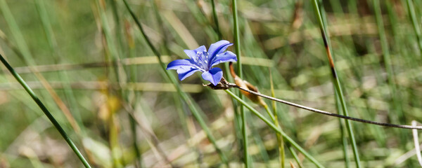 Fleur d'aphyllanthe de Montpellier (Aphyllanthes monspeliensis) en coupe bleu vif ray&eacute;e de blanc dress&eacute;es sur de fines tiges, plante end&eacute;mique de r&eacute;gion m&eacute;diterran&eacute;enne

