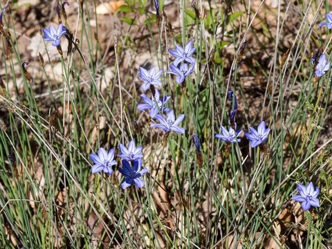 (Aphyllanthes monspeliensis)  Aphyllanthes de Montpellier ou oeillets bleus de Montpellier, plante end&eacute;mique de la garrigue m&eacute;diterran&eacute;enne &agrave; floraison bleue en touffes sur tiges dress&eacute;es sans feuille