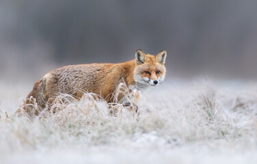 Red fox ( Vulpes vulpes ) in winter scenery