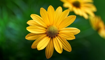 Fototapeta premium close up of yellow daisy like flower in bloom with green background