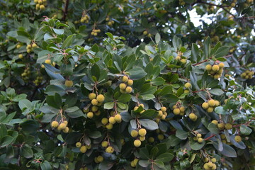 Fototapete bei efototapeten.de bestellen   