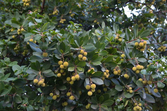 Arbutus unedo, strawberry tree with fruits and flowers, ornamental and medicinal plant with edible fruits