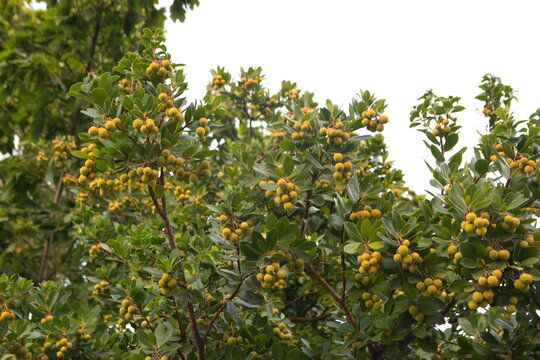 Arbutus unedo, strawberry tree with fruits and flowers, ornamental and medicinal plant with edible fruits