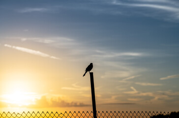 Silhouette of birds on a wire fence