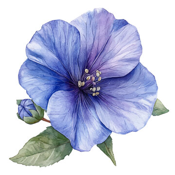 watercolor of Lavatera Flower, isolated on a white background.