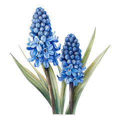 Obraz premium Grape Hyacinth Flower, clipart watercolor vector with gentle, isolated on a white background.