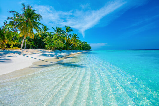 Tropical island beach landscape exotic shore coast. Tranquil closeup calm sea water waves with palm trees. Beautiful Panorama. Summer vacation, holiday amazing nature. Relax paradise, Maldives.