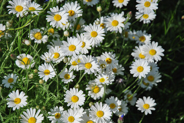 Close-up of numerous blooming daisies in a summer meadow