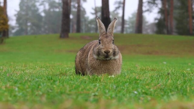 りんごうさぎ」の写真素材 | 12,958件の無料イラスト画像 | Adobe Stock
