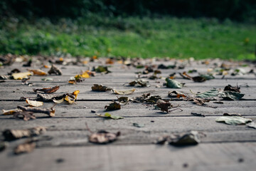 dry leafs on th walking bridge