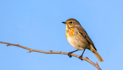 Small Songbird Perched on Branch Against Blue Sky Wildlife Nature Photography