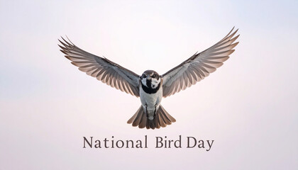 National Bird Day, Flying Bird Symmetrical Wings Midair Wildlife Nature Image