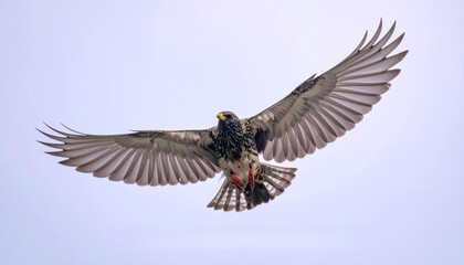 Bird in Flight With Wings Spread Wildlife Freedom Action Photography