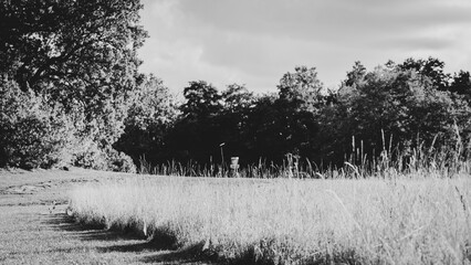 bnw meadow and disc golf basket on the backgroud