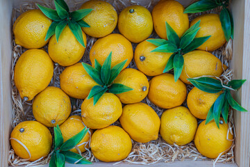 Collection of ripe yellow lemons arranged artfully on a neutral background, varying in size and position, with some having small green leaves The image is a still life photograph emphasizing composi
