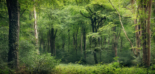 Idless woods in summer cornwall uk panorama 