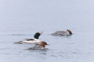 湖に飛来したカワアイサ