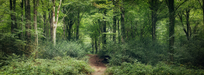 Idless woods in summer cornwall uk panorama 