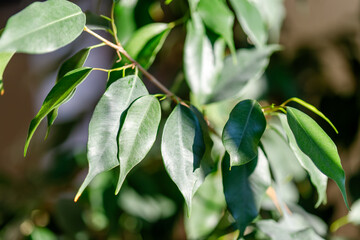Ficus benjamina weeping fig branches with green leaves