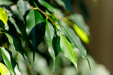Green ficus leaves growing in vibrant natural light
