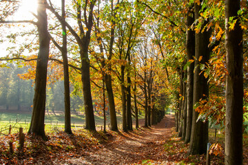 Tree line foothpath with vanishing point