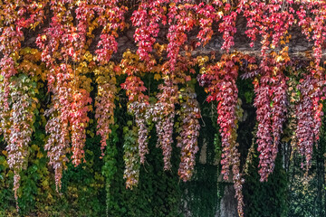 Cascading autumn ivy with vivid red, orange, and yellow leaves hanging in vertical vines. Dramatic tendrils form a natural curtain against a dark background, highlighting rich fall colors © ioanna_alexa