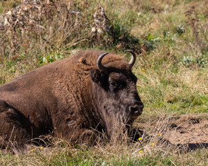Obraz premium An autumn stroll through the Lacuniacha Wildlife Park!