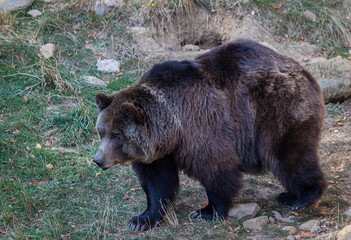 An autumn stroll through the Lacuniacha Wildlife Park!