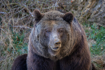 Fototapeta premium An autumn stroll through the Lacuniacha Wildlife Park!