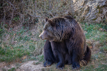 Fototapeta premium An autumn stroll through the Lacuniacha Wildlife Park!