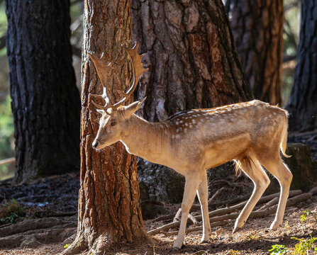 An autumn stroll through the Lacuniacha Wildlife Park!