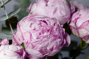 bouquet of beautiful delicate pink peonies with eucalyptus branches in close-up, large lush inflorescences