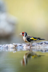 Obraz premium European Goldfinch (Carduelis carduelis) photographed in Spain