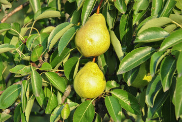 Obraz premium Two ripe organic pears hanging on a tree branch in the garden.