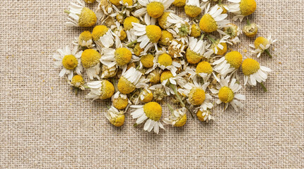 Dried chamomile tea flowers on linen fabric background