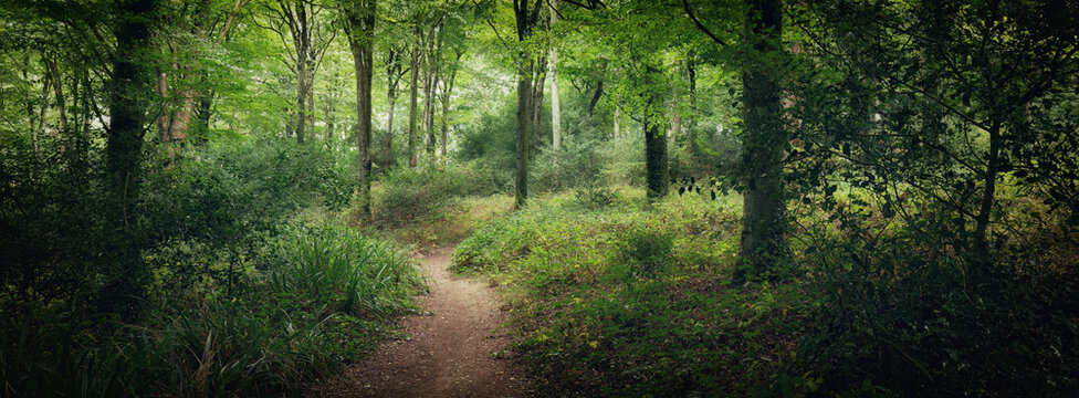 Woodland in cornwall during summer 