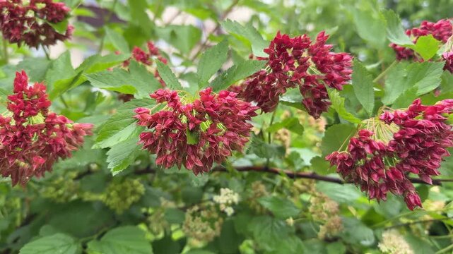 The red flowering Bubblegum viburnum bloomed brightly on a sunny spring day, filling the air with a sweet scent and adding vibrant color to the garden.