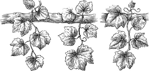 Ornate botanical sketch set: vintage engravings of vine leaves for design and decoration
