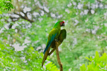 Obraz premium One Military Macaw perched in the rainforest of Colombian Amazonia.