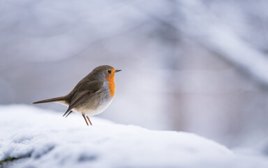 Closeup of european robin standing on the snow in winter