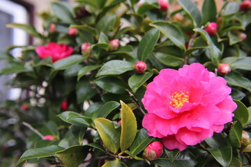 赤い山茶花の花
