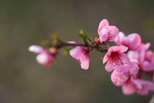 fiori di pesco in primavera al tramonto