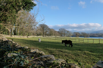 Sunlit green field with a dark pony and sheep, bordered by stone wall and trees, lake visible in background, bright, pastoral in Isle of Anglesey - Wales - UK