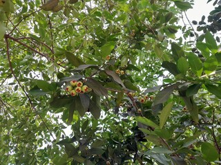 Rose apple fruit tree in Bangladesh. Wax apple fruit plant with fruits, and green leaves background. 