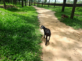 Black Bengal goat&nbsp;eat green grass in the field. Black Bengal goat in Bangladesh 