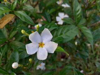 Pinwheel flowers in village nature. Crape jasmine flora with green leaves. 