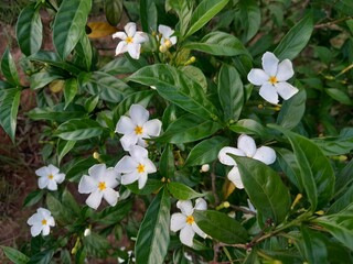 Pinwheel flowers in village nature. Crape jasmine flora with green leaves. 