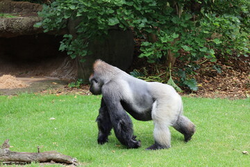 silverback gorilla