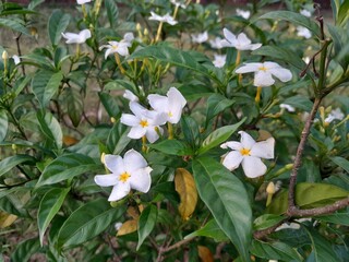 Pinwheel flowers in village nature. Crape jasmine flora with green leaves. 